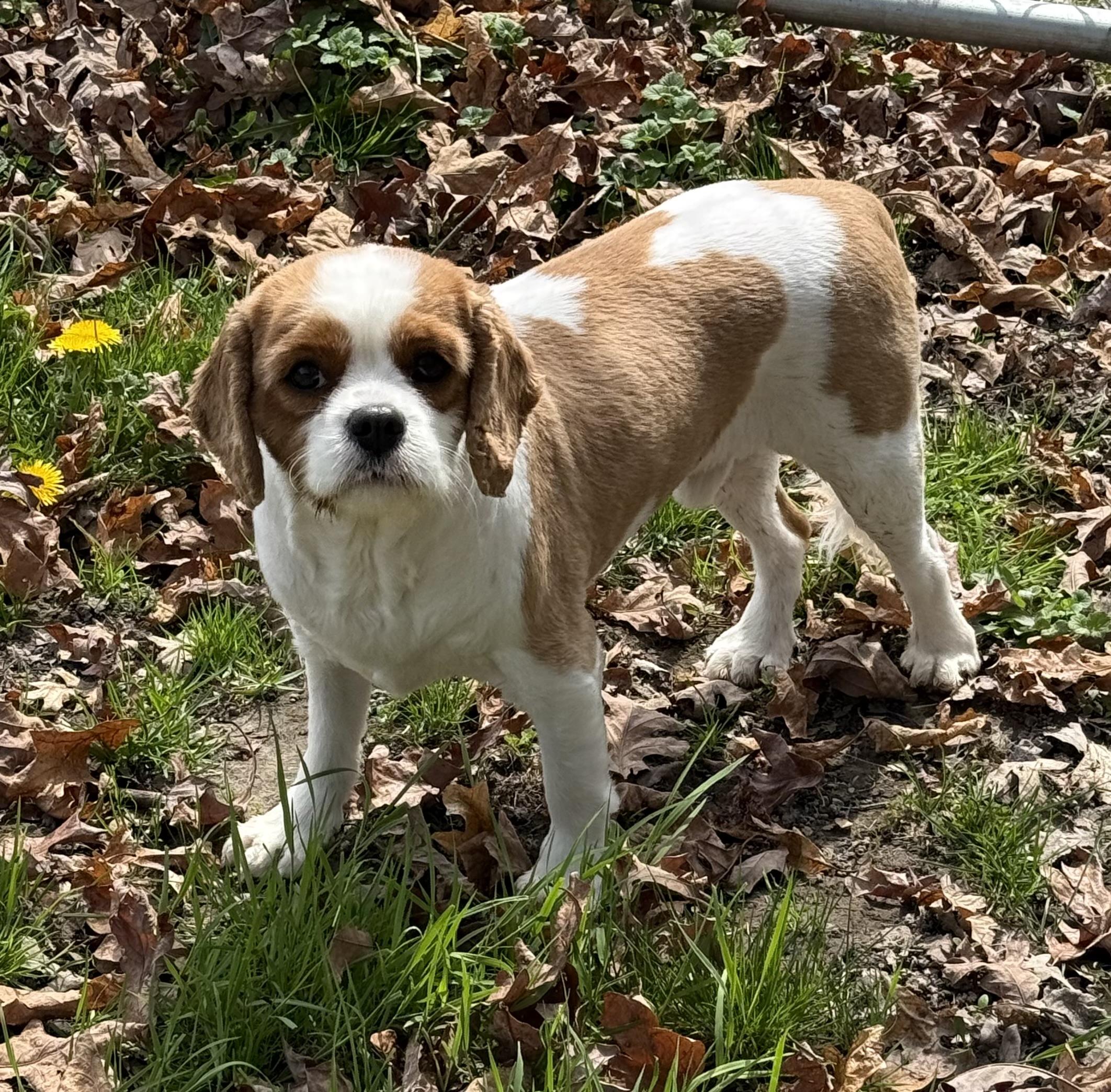 Enlarge Toby , a ADOPTABLE Cavalier King Charles Spaniel in Clinton, PA image 3/6