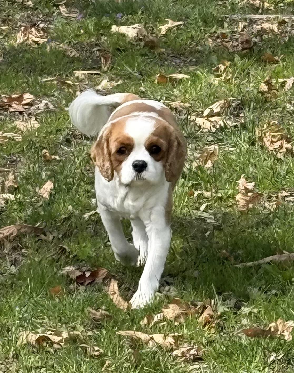 Toby , ADOPTABLE, Adult Male Cavalier King Charles Spaniel.