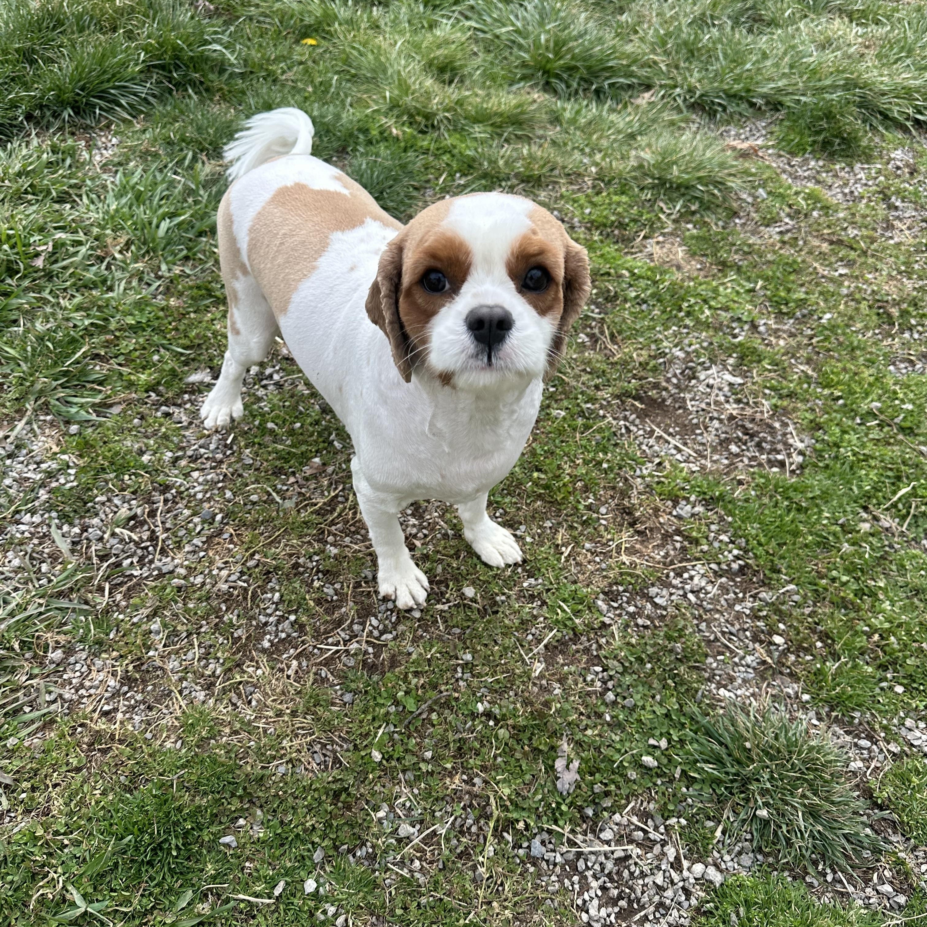 Enlarge Toby , a ADOPTABLE Cavalier King Charles Spaniel in Clinton, PA image 5/6