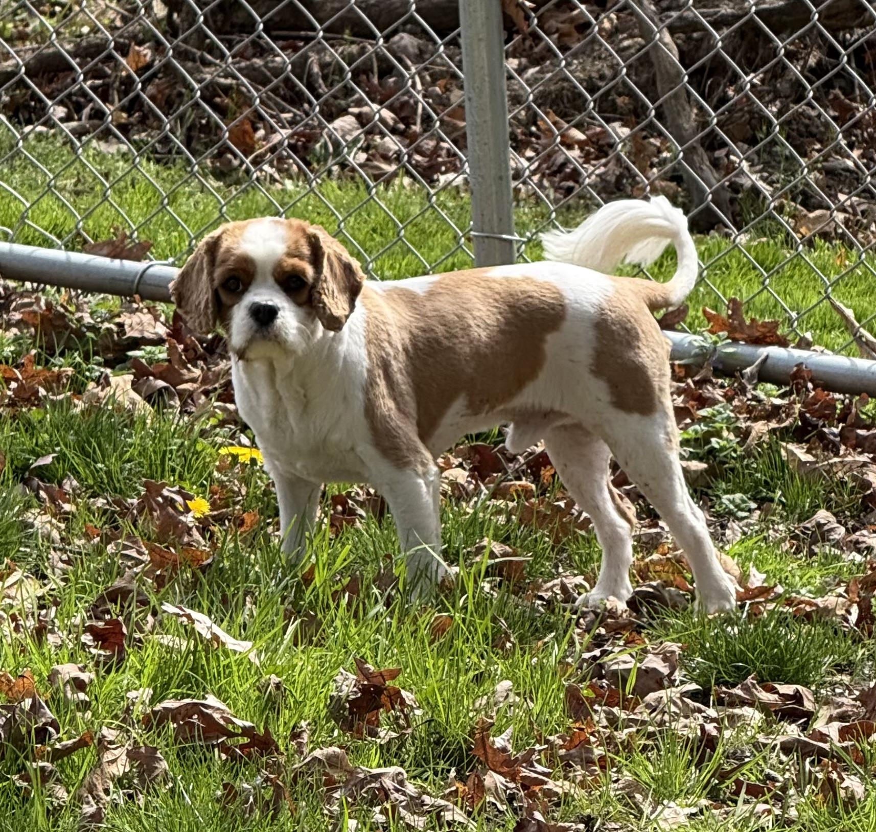 Enlarge Toby , a ADOPTABLE Cavalier King Charles Spaniel in Clinton, PA image 4/6