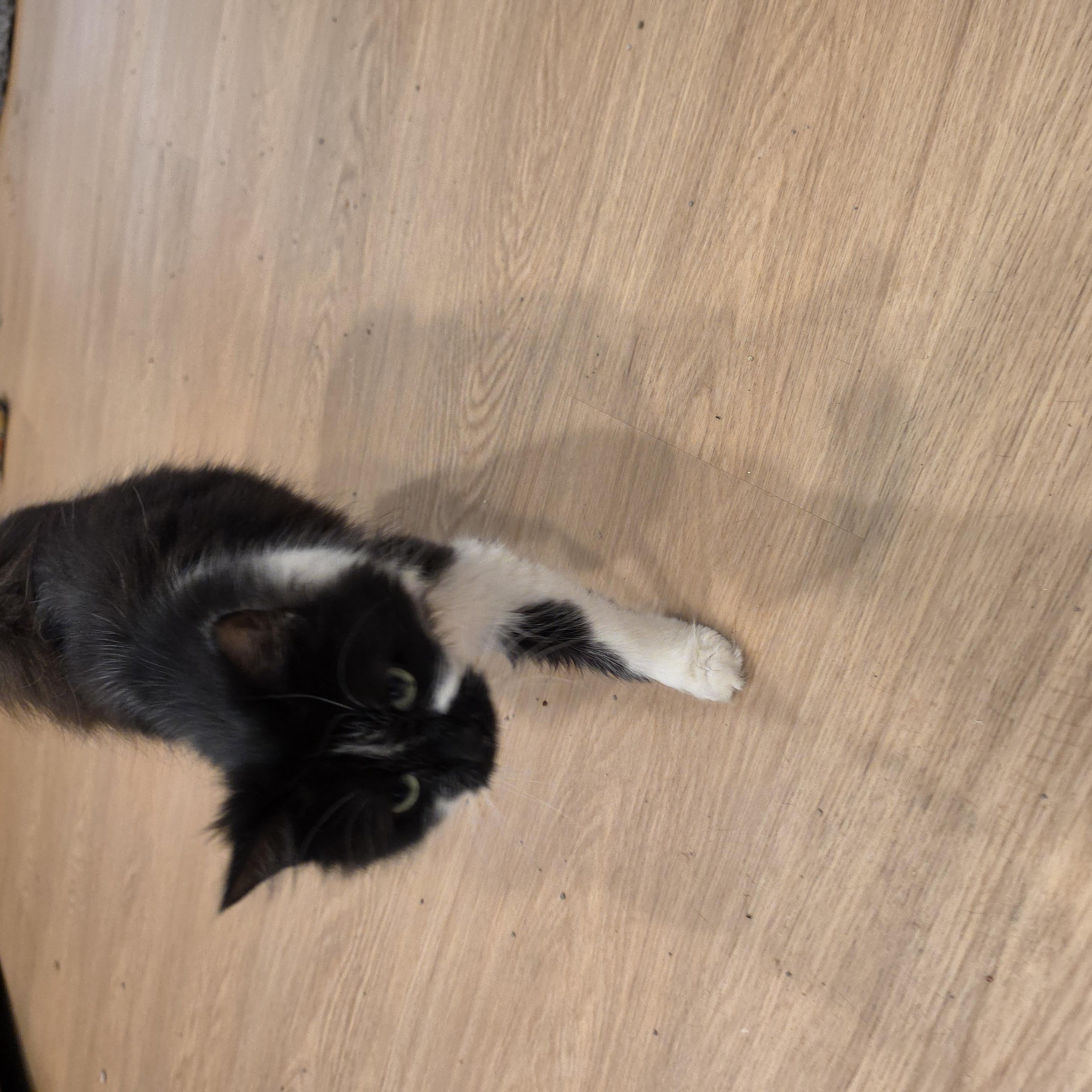 Enlarge Bloomy, an adopted Tuxedo in Lawrenceville, GA image 4/4
