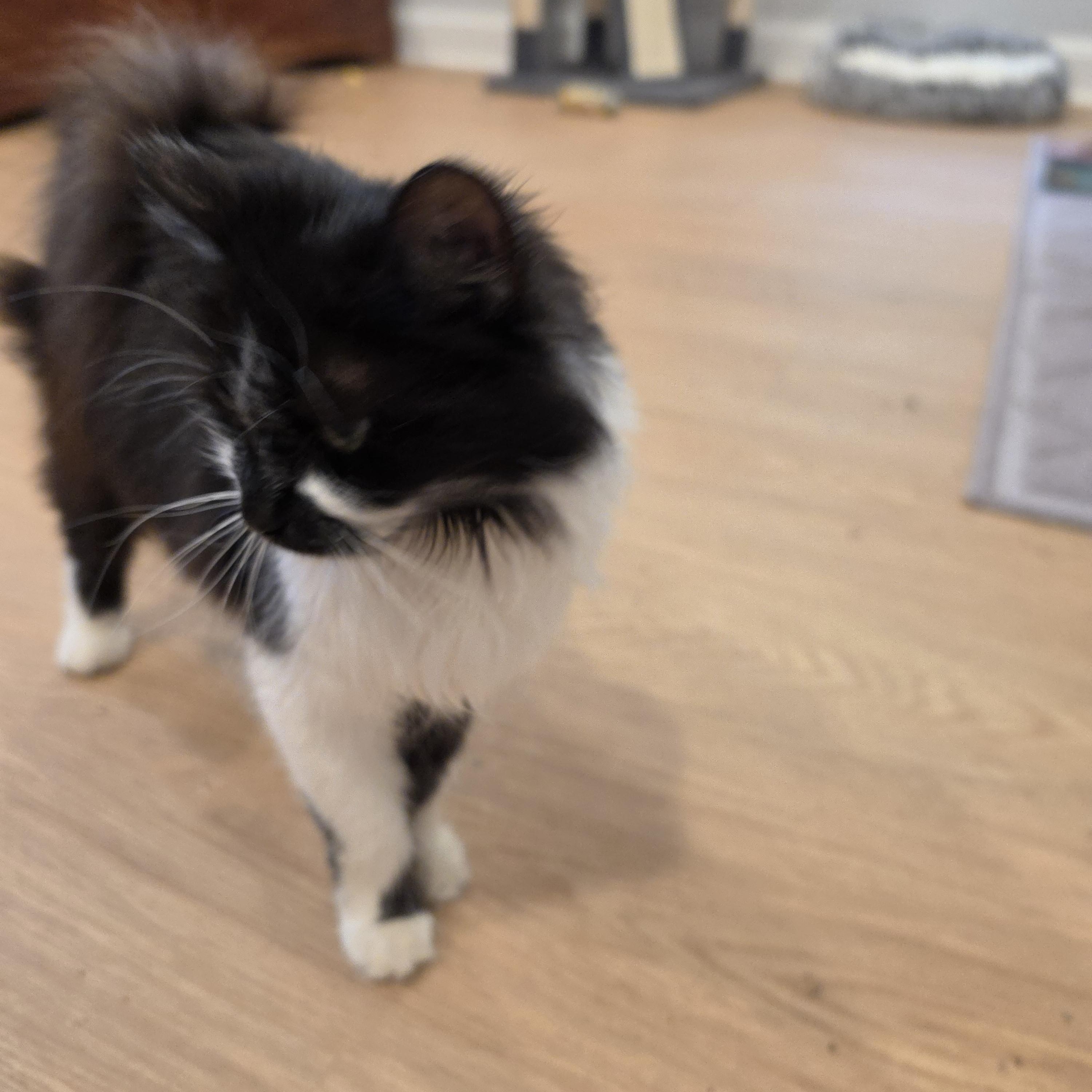 Enlarge Bloomy, an adopted Tuxedo in Lawrenceville, GA image 3/4