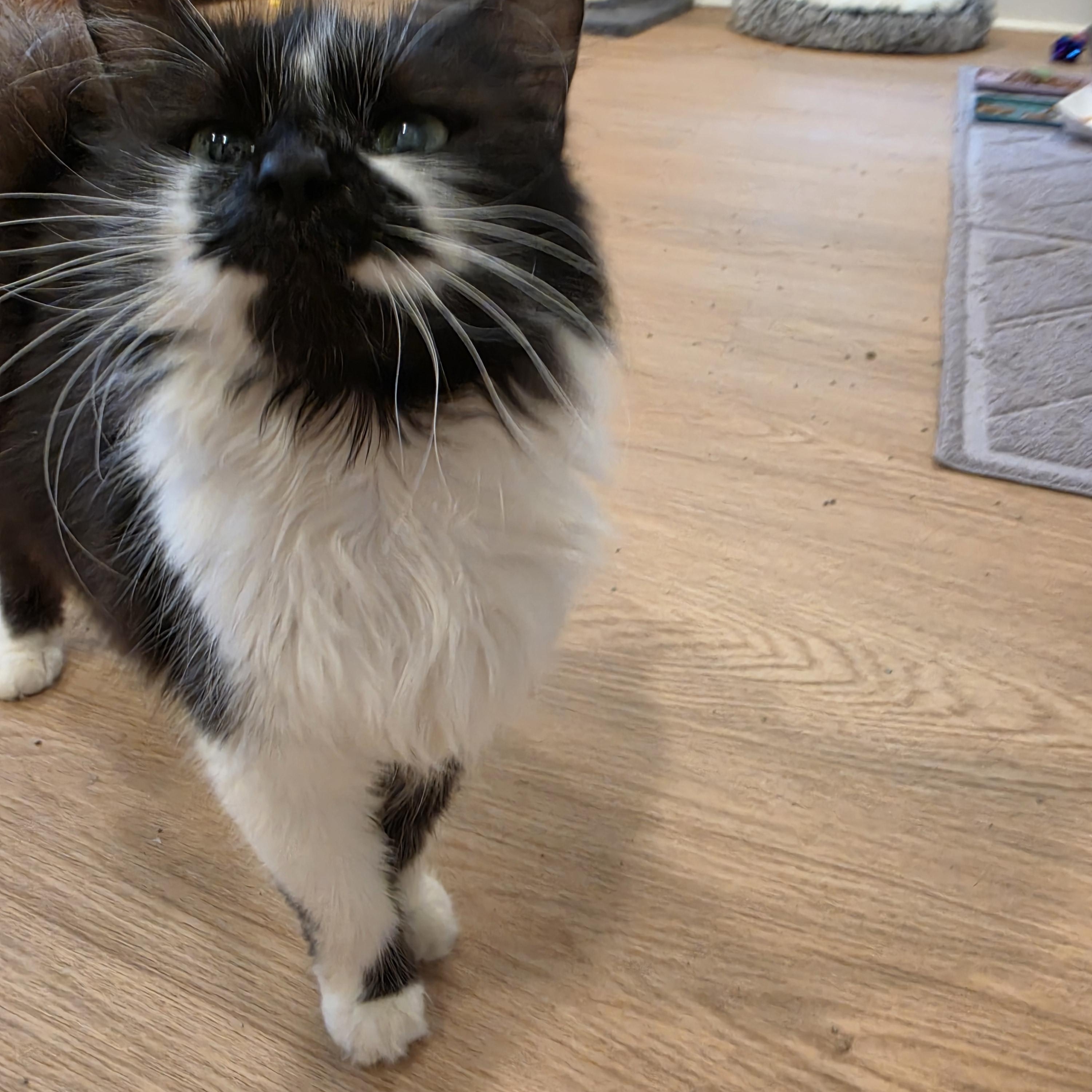 Bloomy, adopted, Kitten Female Tuxedo.