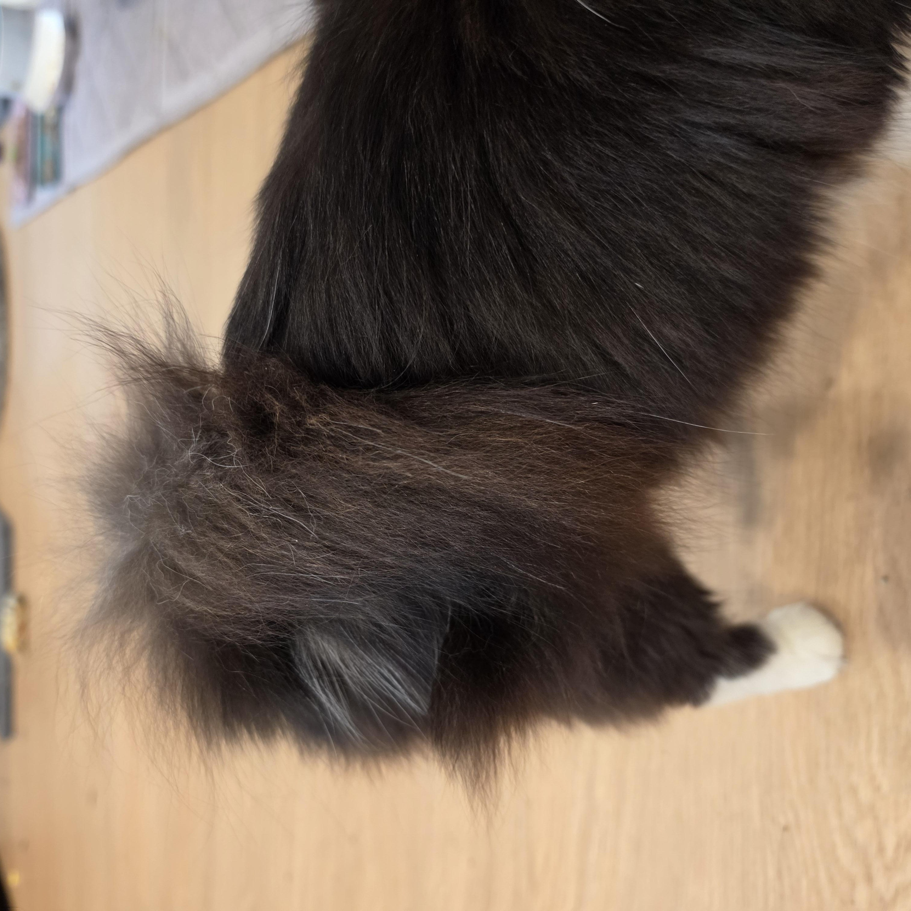 Enlarge Bloomy, an adopted Tuxedo in Lawrenceville, GA image 2/4