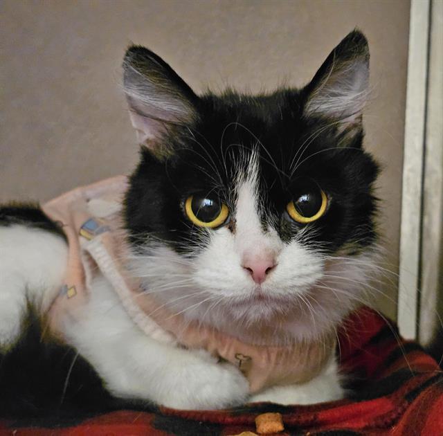 MAZIE, Adoptable, Adult Female Domestic Medium Hair.