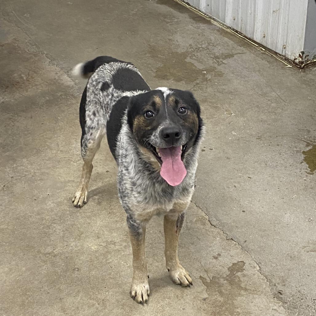 Bobby jo, Adoptable, Young Male Australian Cattle Dog / Blue Heeler.