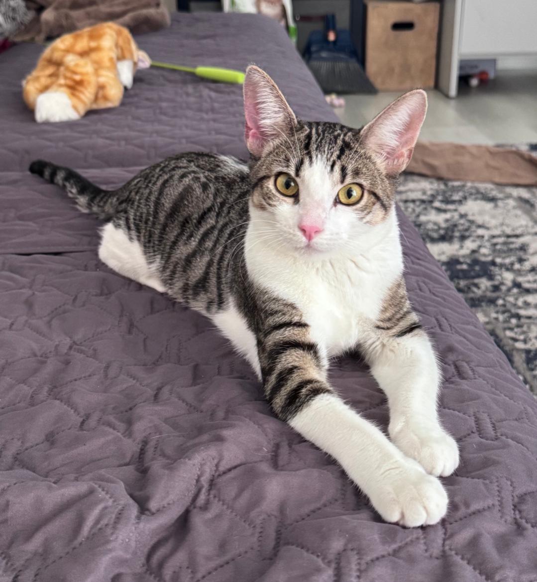Happy, Adoptable, Kitten Female Oriental Tabby & Domestic Short Hair.