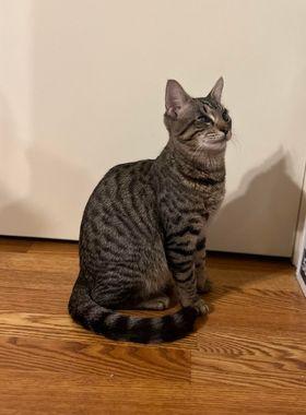 Lupa, Adoptable, Young Male Tabby & Domestic Short Hair.