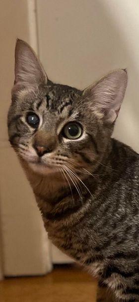 Lupa, a Adoptable mixed breed in Pineville, LA image 2/3