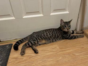 Lupa, a Adoptable mixed breed in Pineville, LA image 3/3