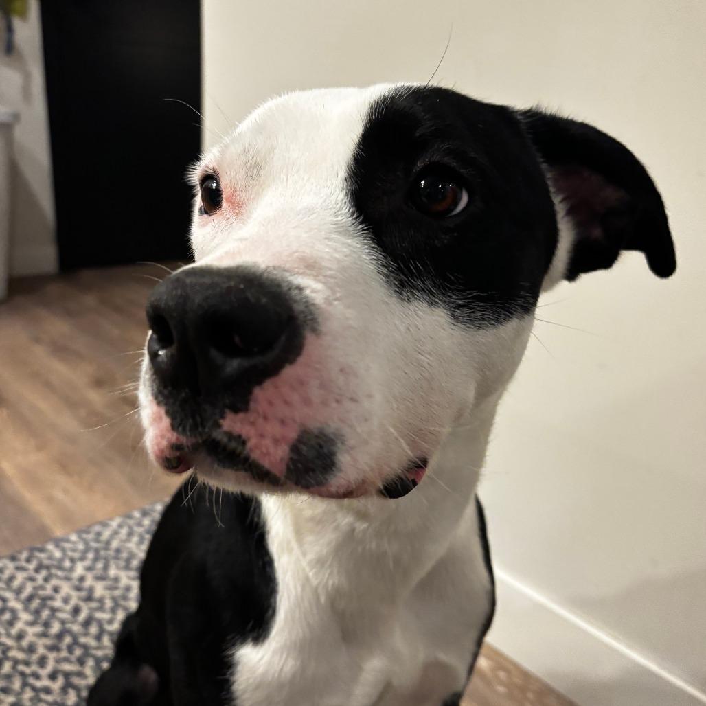 Enlarge Oreo, a Adoptable mixed breed in Madison, WI image 1/6