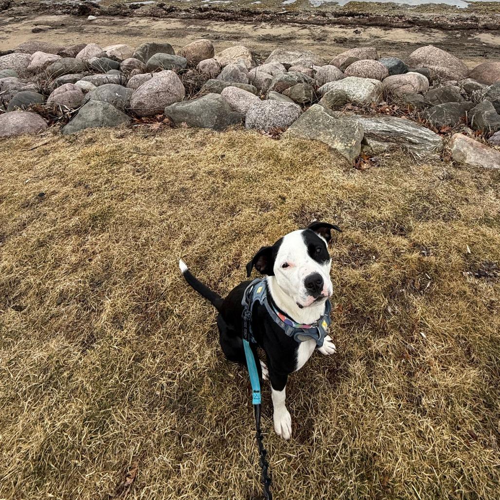 Enlarge Oreo, a Adoptable mixed breed in Madison, WI image 2/6