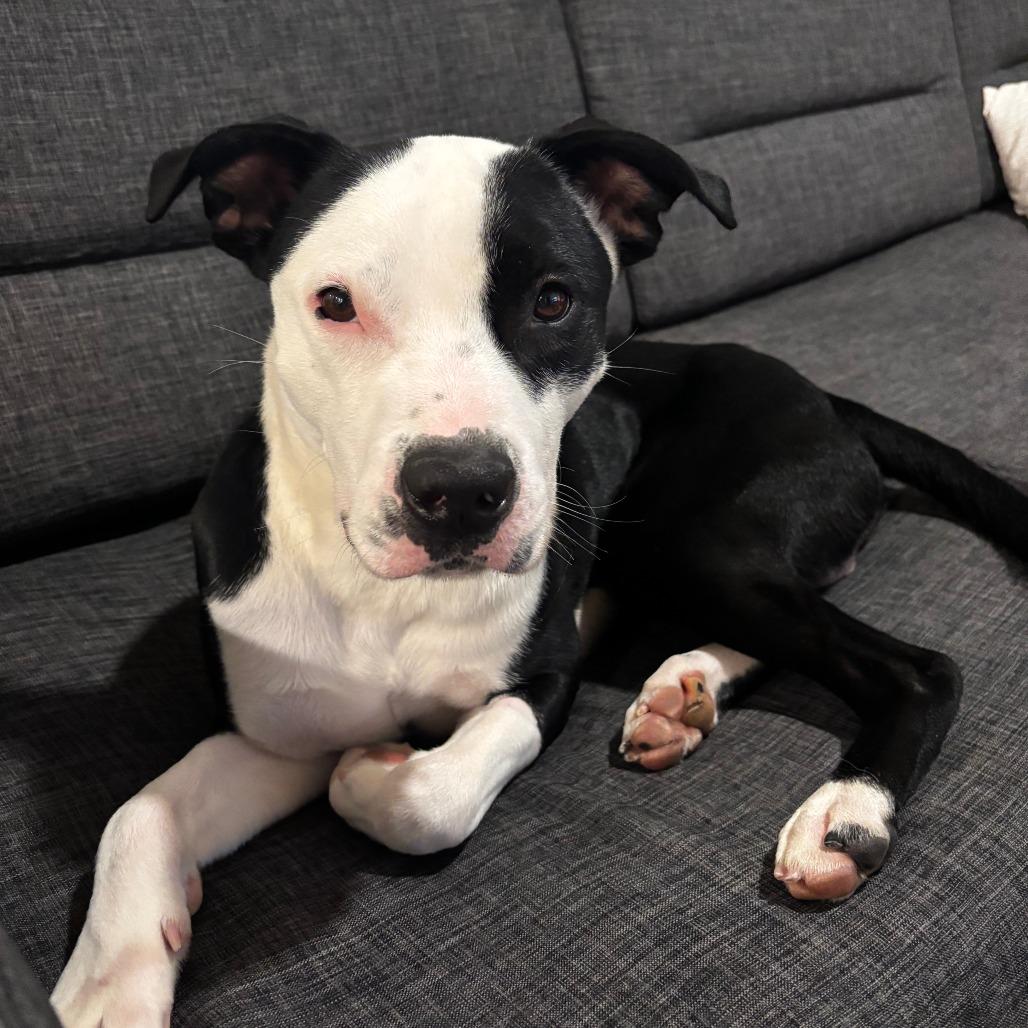 Enlarge Oreo, a Adoptable mixed breed in Madison, WI image 2/6