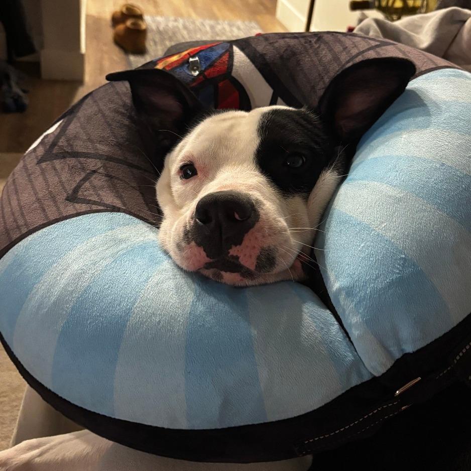 Enlarge Oreo, a Adoptable mixed breed in Madison, WI image 3/6