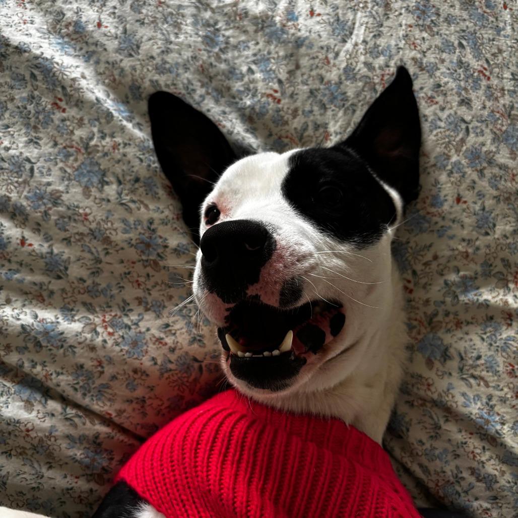 Enlarge Oreo, a Adoptable mixed breed in Madison, WI image 5/6