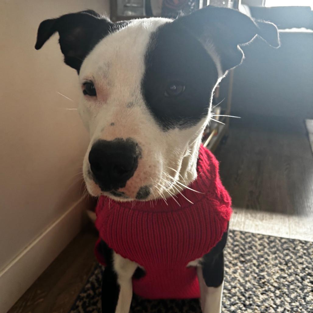 Enlarge Oreo, a Adoptable mixed breed in Madison, WI image 6/6