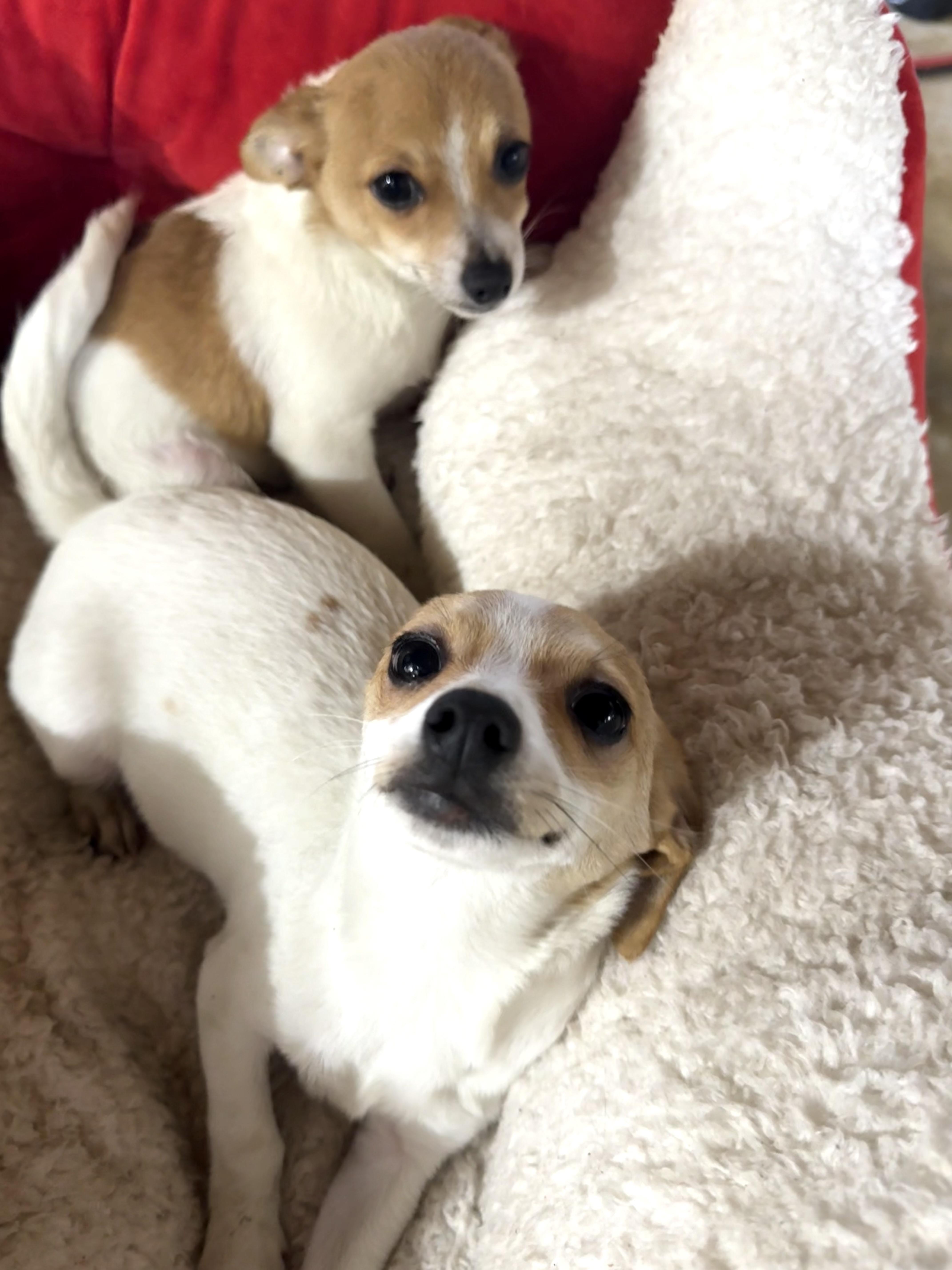 Enlarge Puppies, a ADOPTABLE mixed breed in Brazil, IN image 1/3