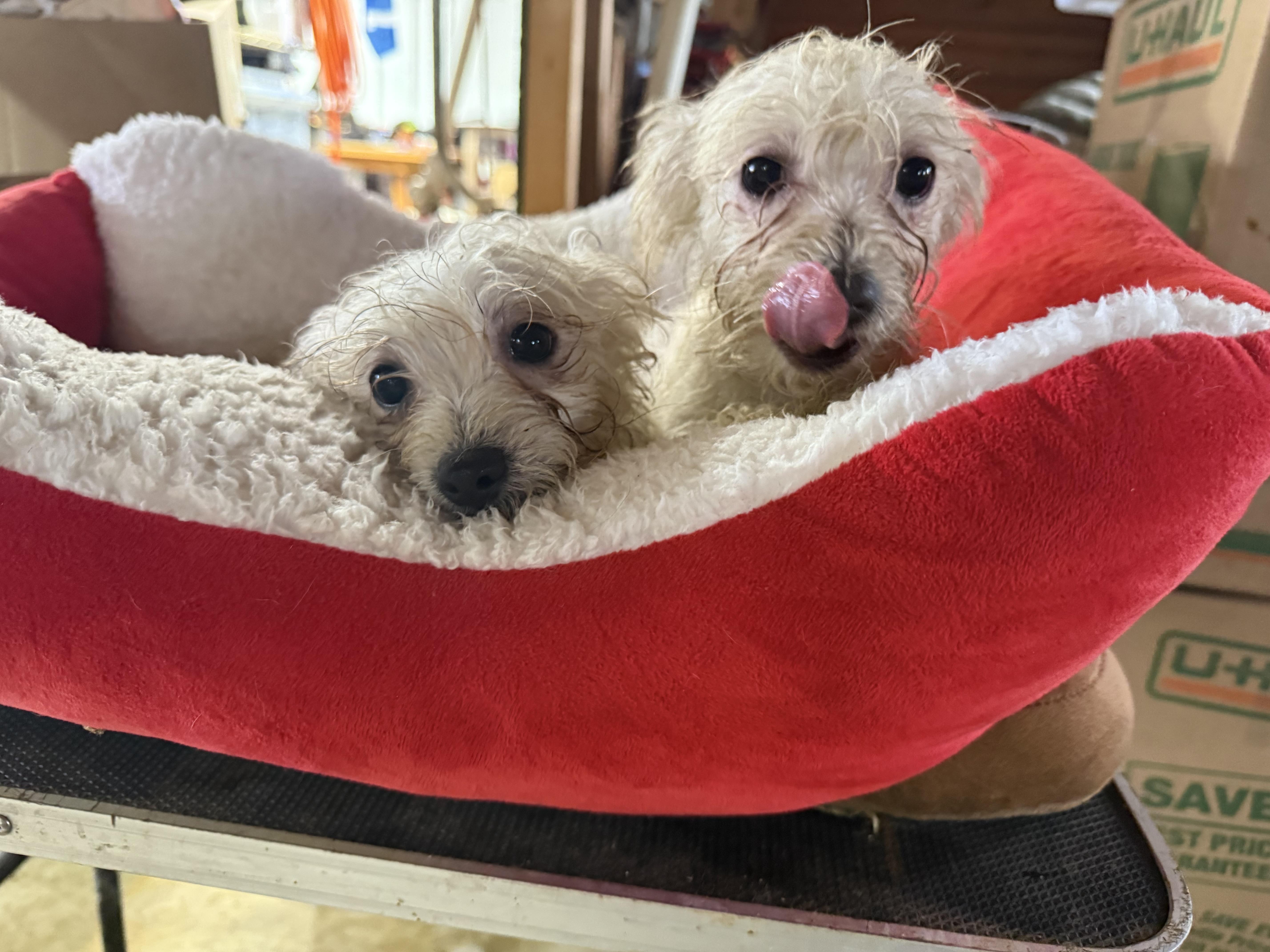 Enlarge Puppies, a ADOPTABLE mixed breed in Brazil, IN image 3/3