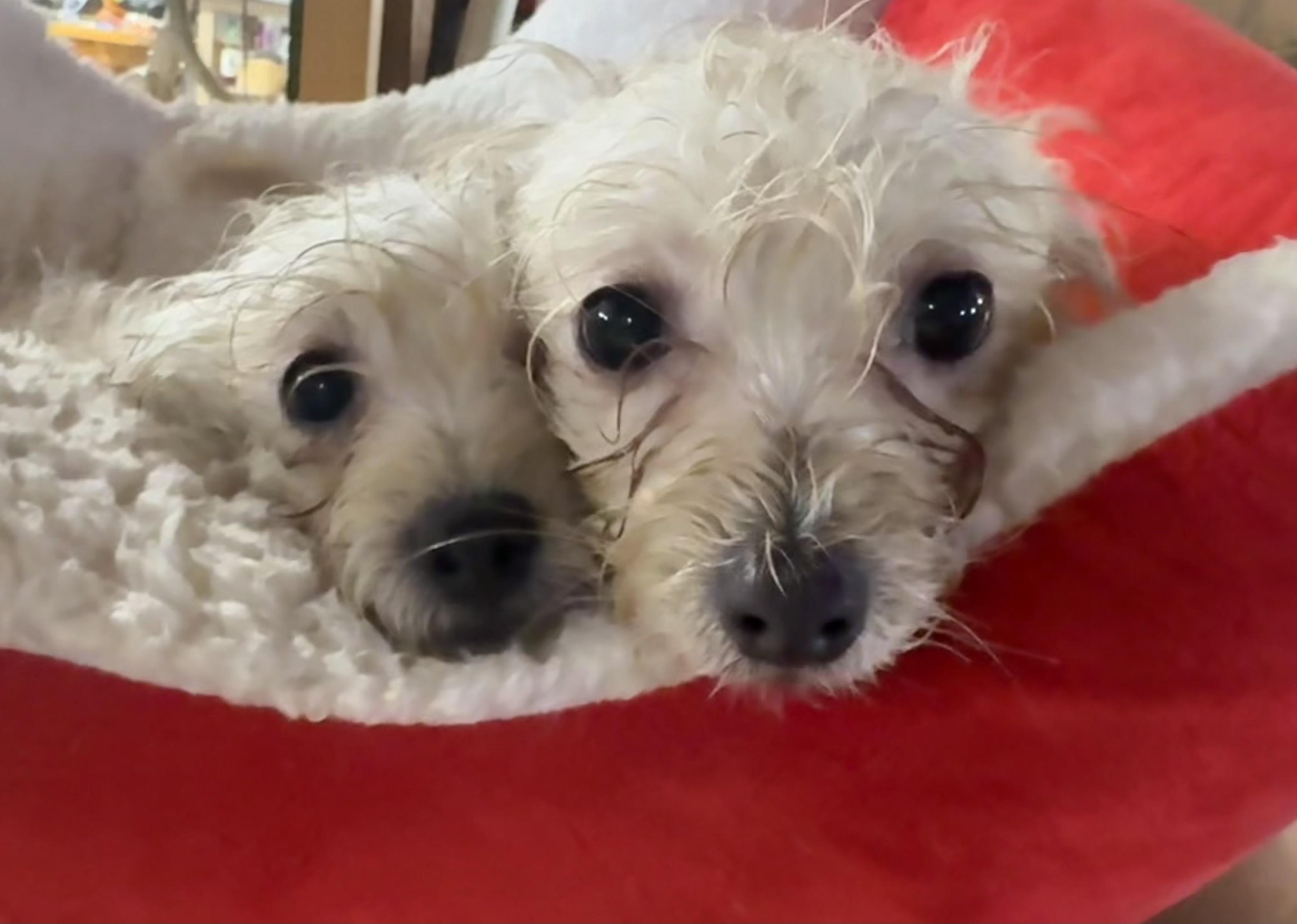 Enlarge Puppies, a ADOPTABLE mixed breed in Brazil, IN image 2/3
