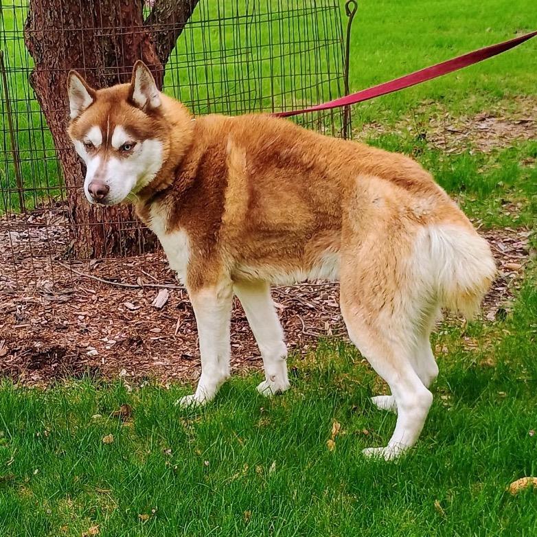 Bobby, a Adoptable Siberian Husky in Carol Stream, IL image 1/4