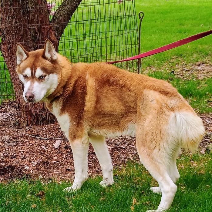 Bobby, a Adoptable Siberian Husky in Carol Stream, IL image 2/4