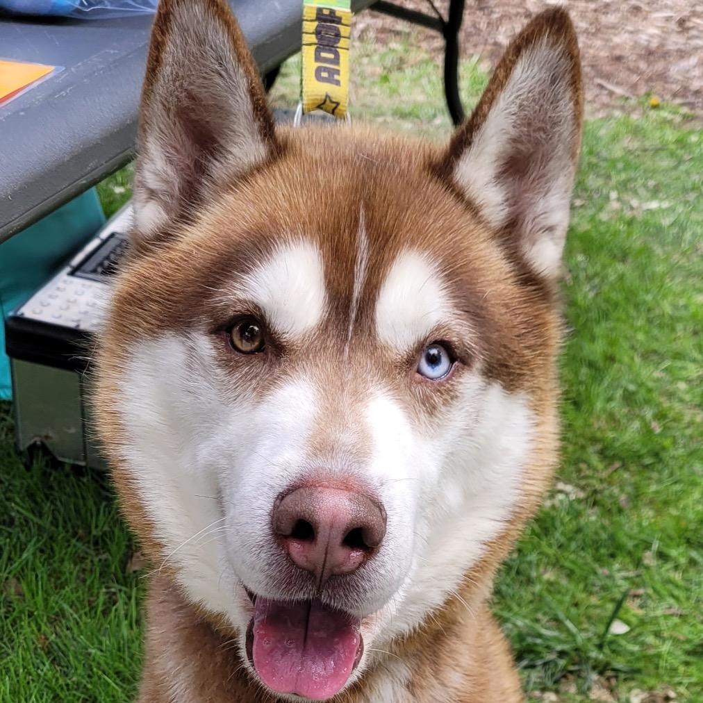 Bobby, a Adoptable Siberian Husky in Carol Stream, IL image 3/4