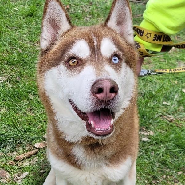 Bobby, a Adoptable Siberian Husky in Carol Stream, IL image 4/4