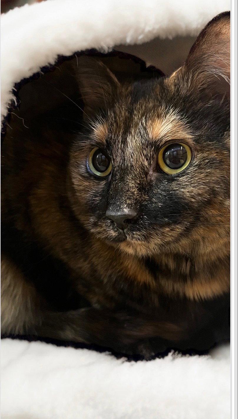 Baby Cat, Adoptable, Adult Female Domestic Short Hair.