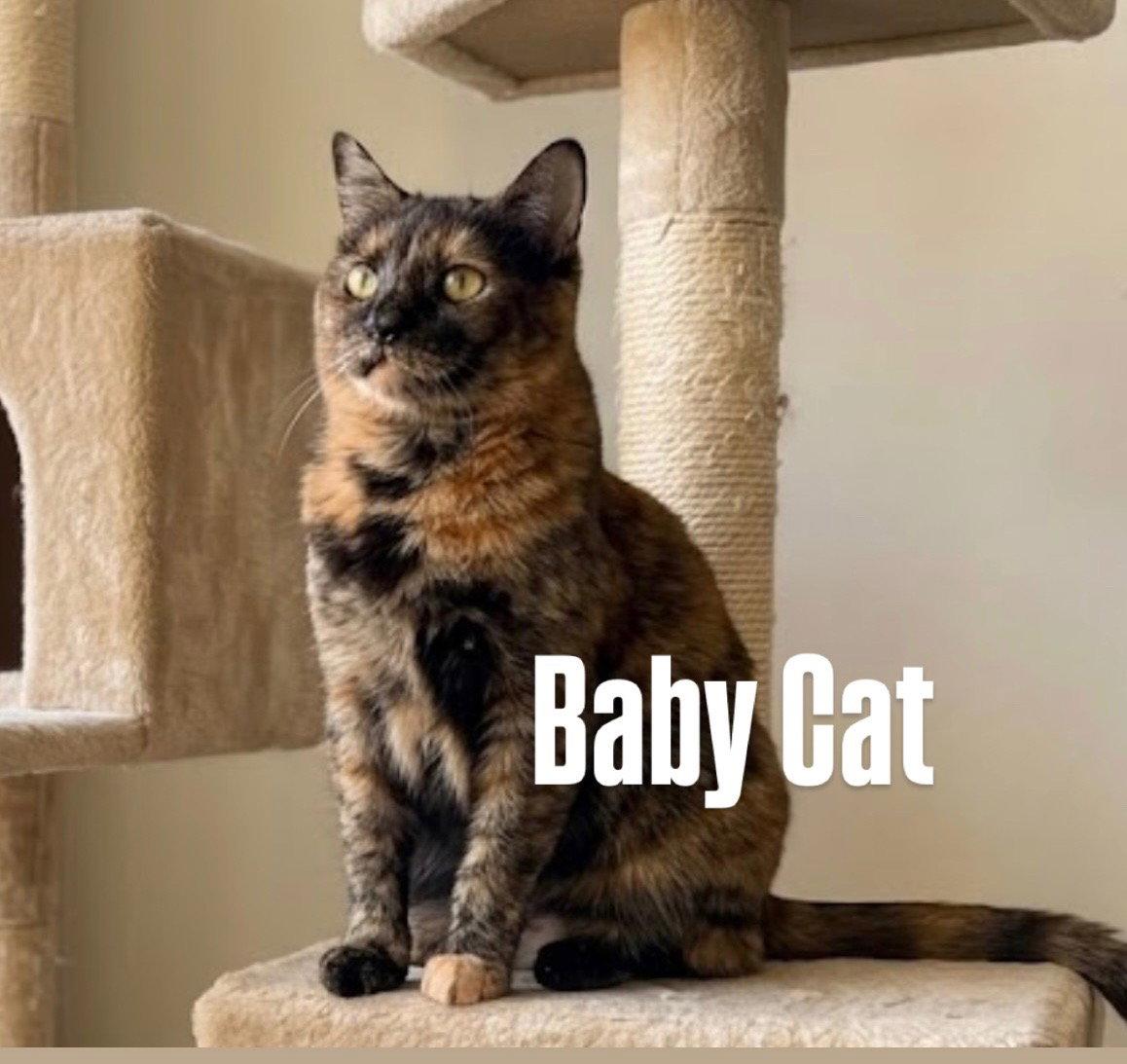 Enlarge Baby Cat, a Adoptable Domestic Short Hair in Chandler, AZ image 1/3