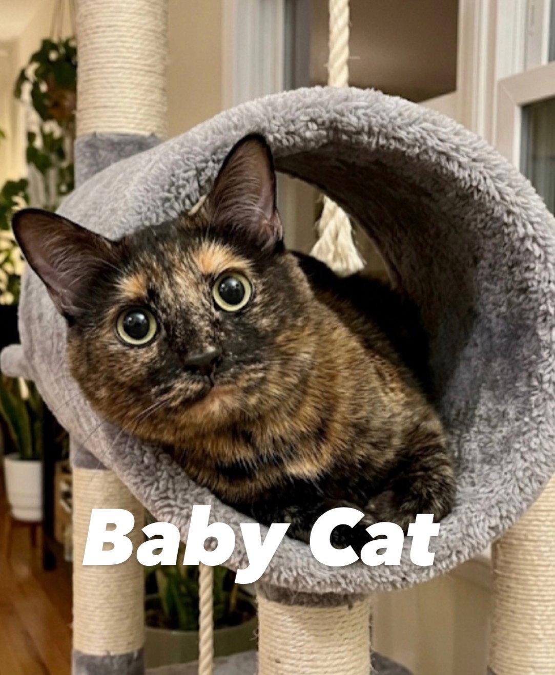Baby Cat, a Adoptable Domestic Short Hair in Chandler, AZ image 2/3