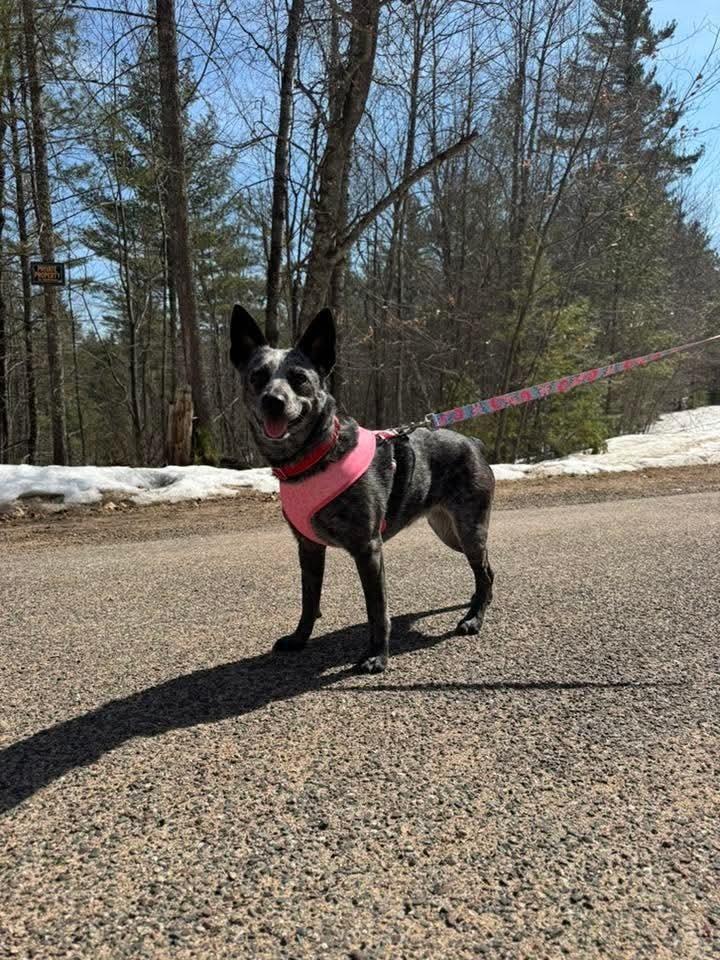Pepper, Adoptable, Adult Female Australian Cattle Dog / Blue Heeler.