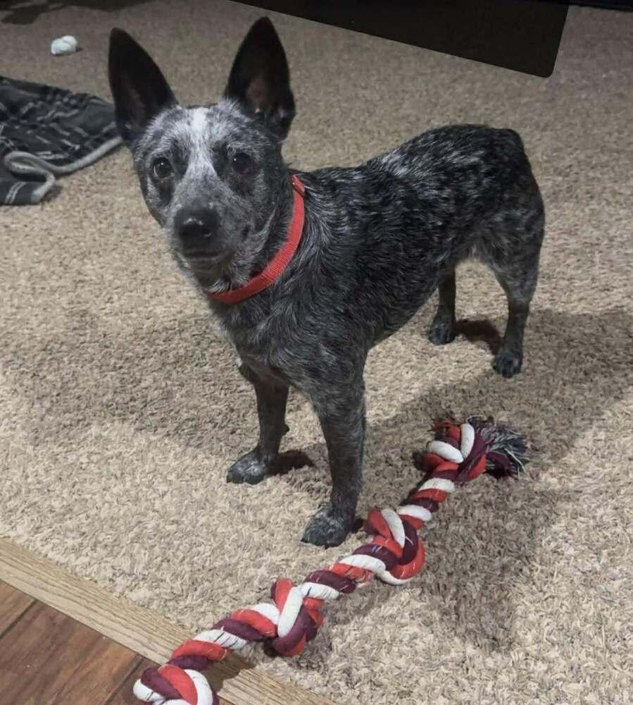 Pepper, a Adoptable Australian Cattle Dog / Blue Heeler in Wausau, WI image 1/4