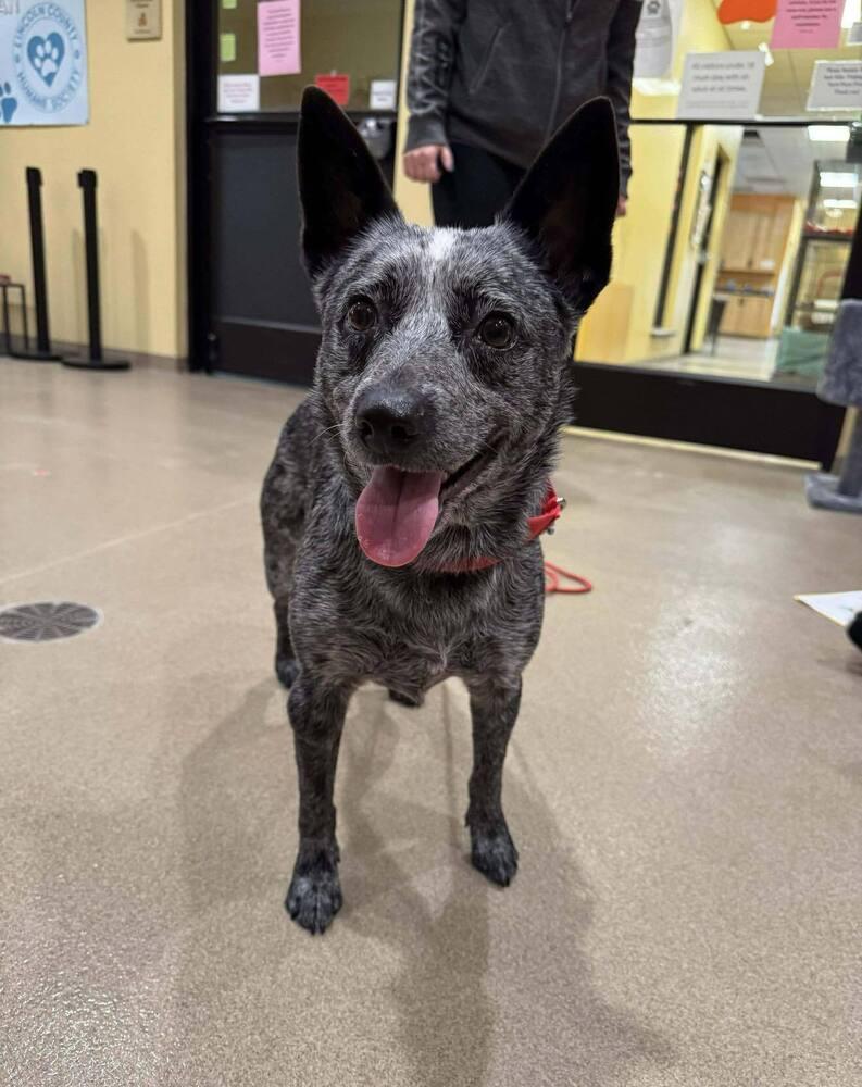 Pepper, a Adoptable Australian Cattle Dog / Blue Heeler in Wausau, WI image 2/4