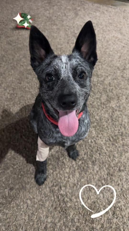 Pepper, a Adoptable Australian Cattle Dog / Blue Heeler in Wausau, WI image 3/4