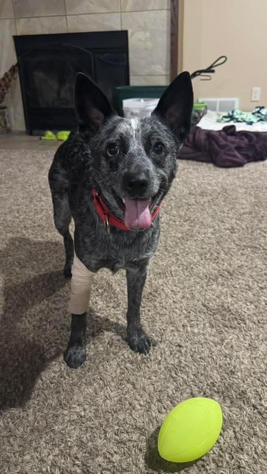 Pepper, a Adoptable Australian Cattle Dog / Blue Heeler in Wausau, WI image 4/4