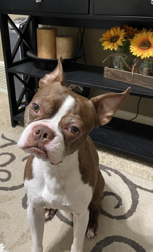 Leon Lovebug-4800 Oakland, TN, a Adoptable Boston Terrier in Maryville, TN image 1/6