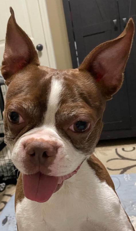 Leon Lovebug-4800 Oakland, TN, a Adoptable Boston Terrier in Maryville, TN image 2/6