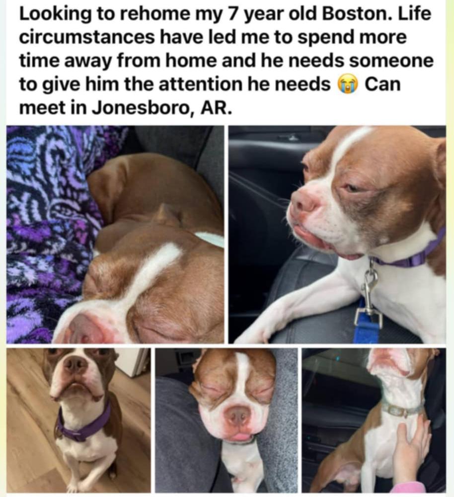 Leon Lovebug-4800 Oakland, TN, a Adoptable Boston Terrier in Maryville, TN image 3/6