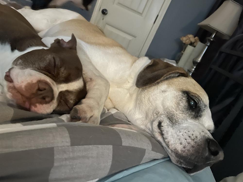 Leon Lovebug-4800 Oakland, TN, a Adoptable Boston Terrier in Maryville, TN image 4/6