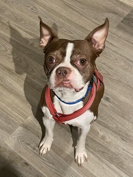Leon Lovebug-4800 Oakland, TN, a Adoptable Boston Terrier in Maryville, TN image 5/6