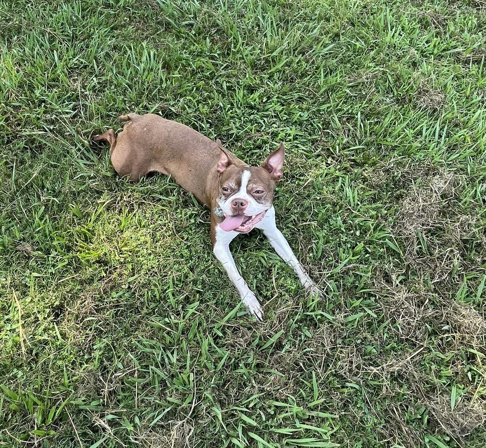 Leon Lovebug-4800 Oakland, TN, a Adoptable Boston Terrier in Maryville, TN image 6/6