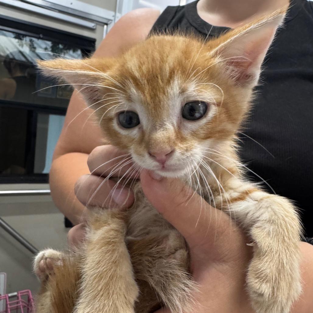 Enlarge Zippity 4, a Adoptable Domestic Short Hair in Buchanan Dam, TX image 1/1