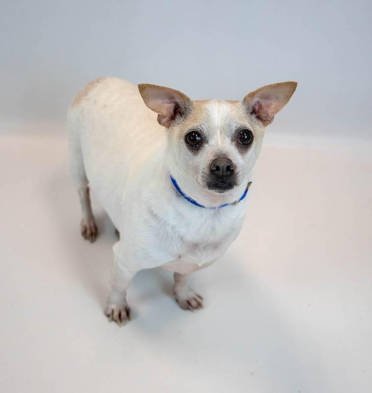 Enlarge Chewy, a Adoptable mixed breed in Kennesaw, GA image 2/6