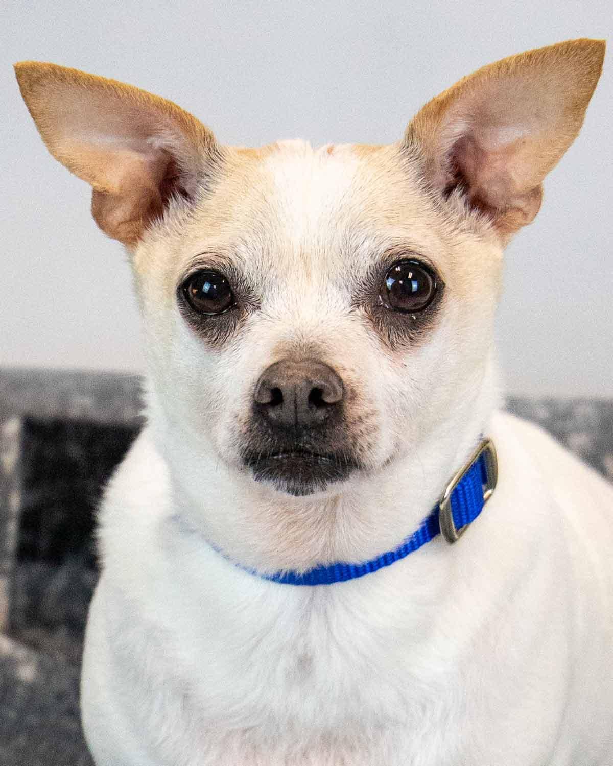 Enlarge Chewy, a Adoptable mixed breed in Kennesaw, GA image 1/6