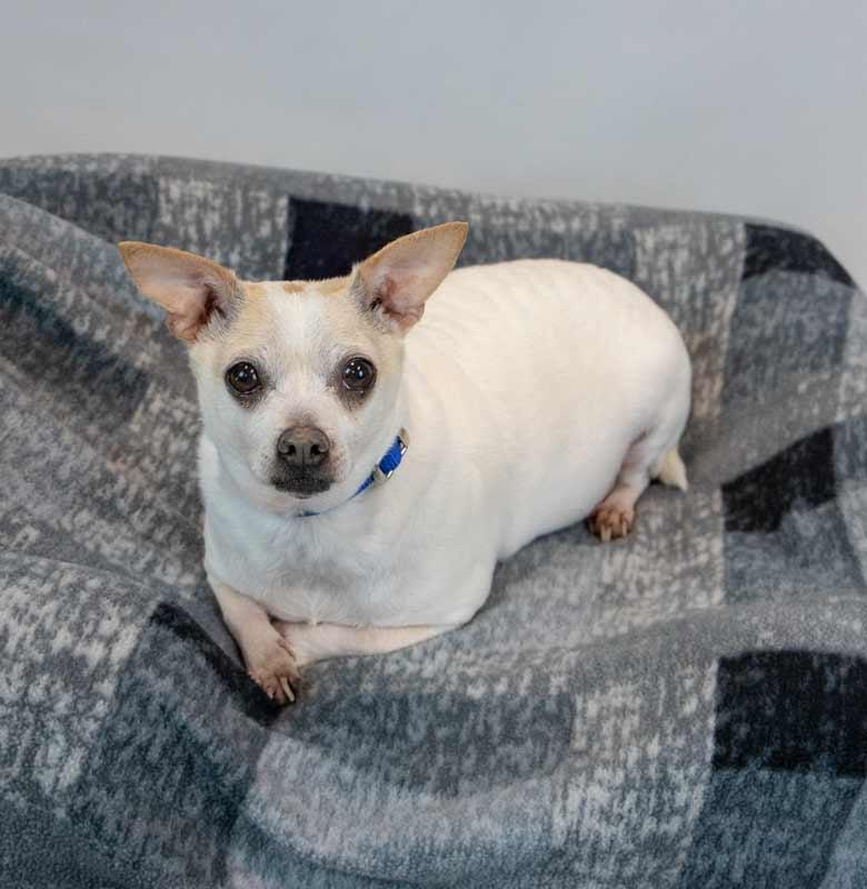 Enlarge Chewy, a Adoptable mixed breed in Kennesaw, GA image 5/6