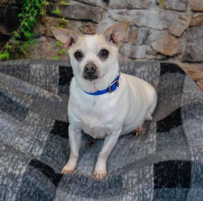 Enlarge Chewy, a Adoptable mixed breed in Kennesaw, GA image 3/6