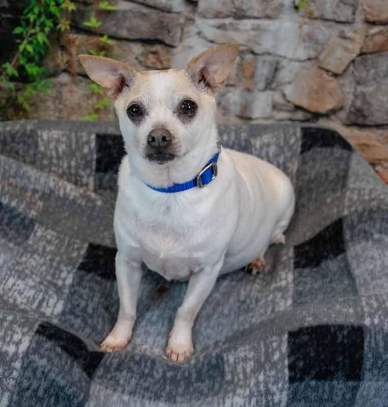 Enlarge Chewy, a Adoptable mixed breed in Kennesaw, GA image 6/6