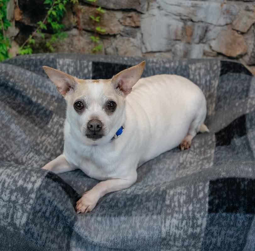 Enlarge Chewy, a Adoptable mixed breed in Kennesaw, GA image 4/6