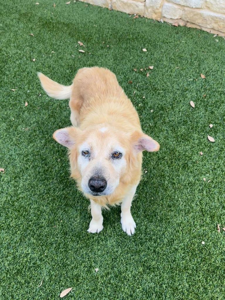 Reggie, Adoptable, Senior Male Chow Chow & Shepherd.