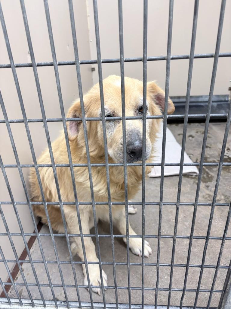 Reggie, Adoptable, Senior Male Chow Chow & Shepherd.